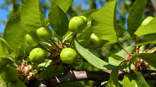 April Orchard Report: Cherry 🍒 Cell Division & Sizing