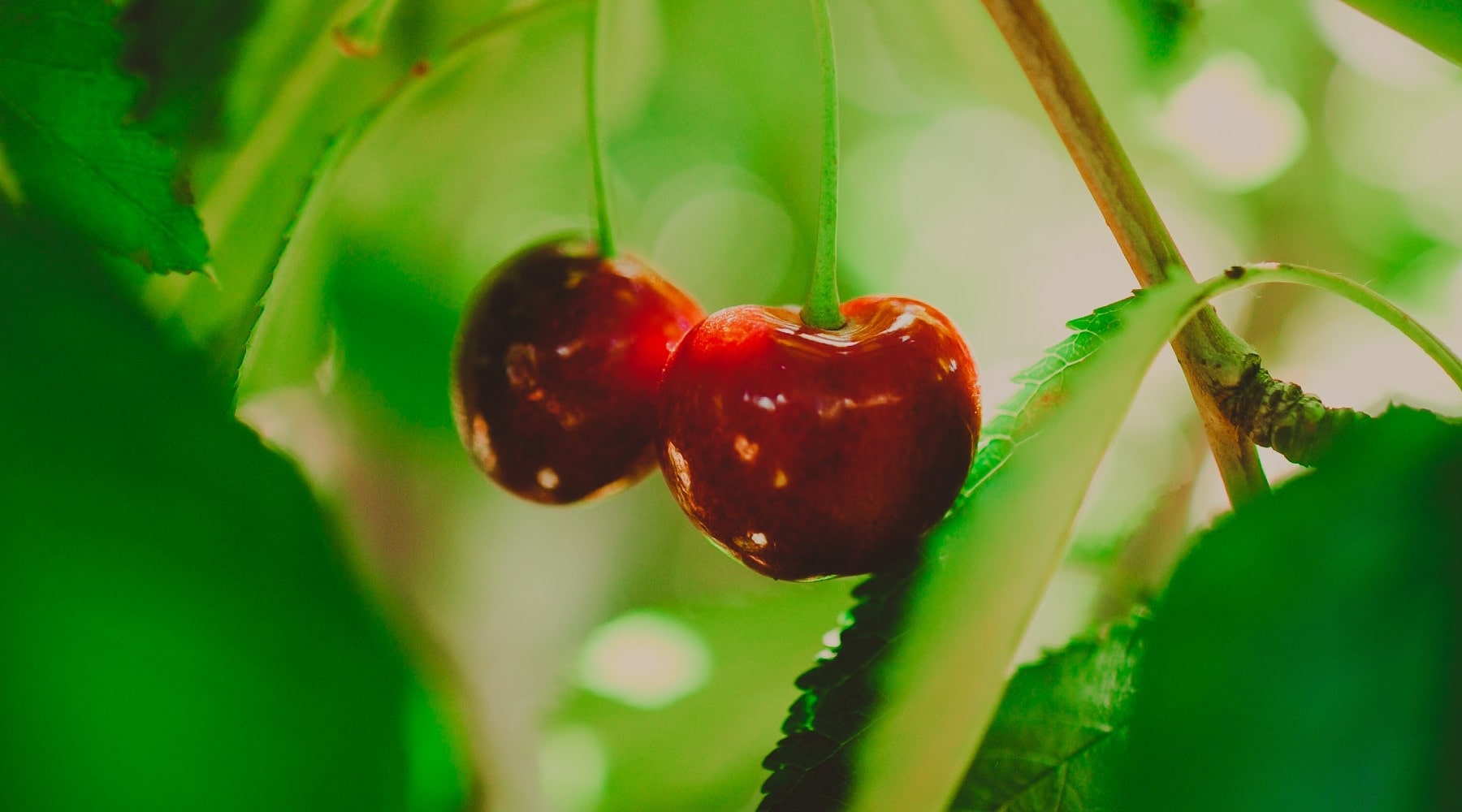 Why Cherry Seeds Fail: Interesting Insights! - September 2023 Orchard Report