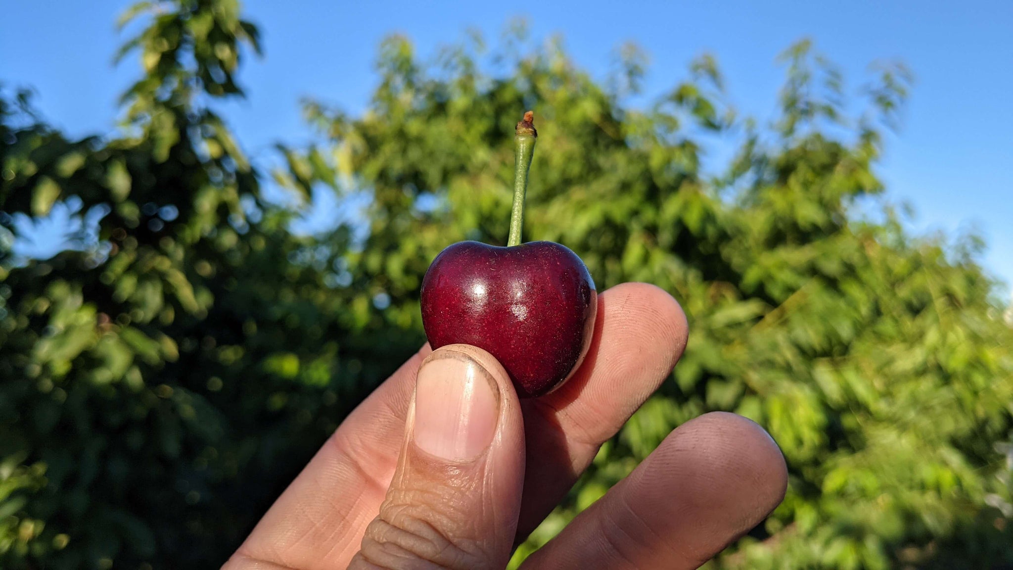 How to Pick Cherries Like a Pro! Cherry Picking Tips
