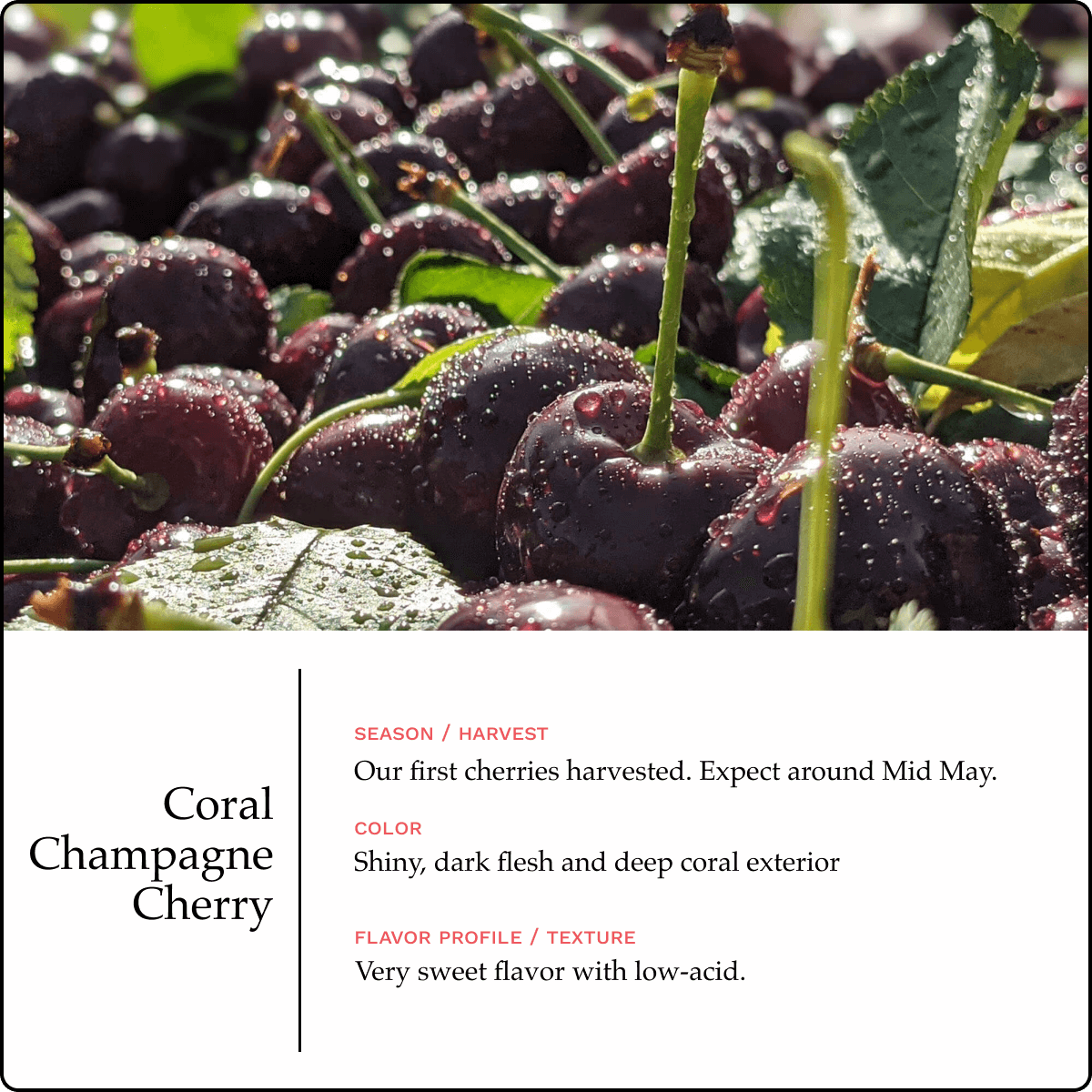 Blooms Sweet Cherries - Coral Champagne Cherries 2