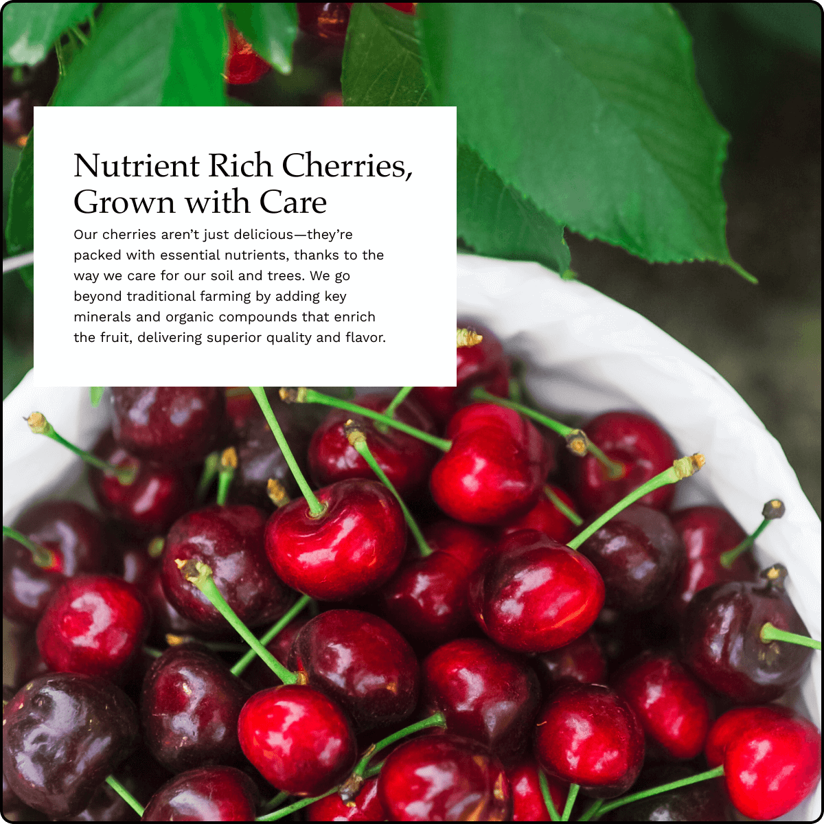 Blooms Sweet Cherries - Coral Champagne Cherries 6