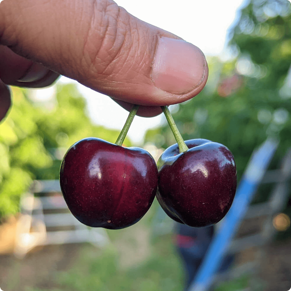 Blooms Sweet Cherries - Coral Champagne Cherries 3