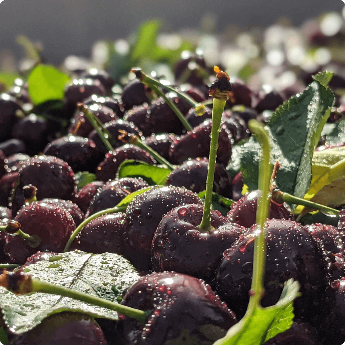 Blooms Sweet Cherries - Farmers Choice Cherries 5