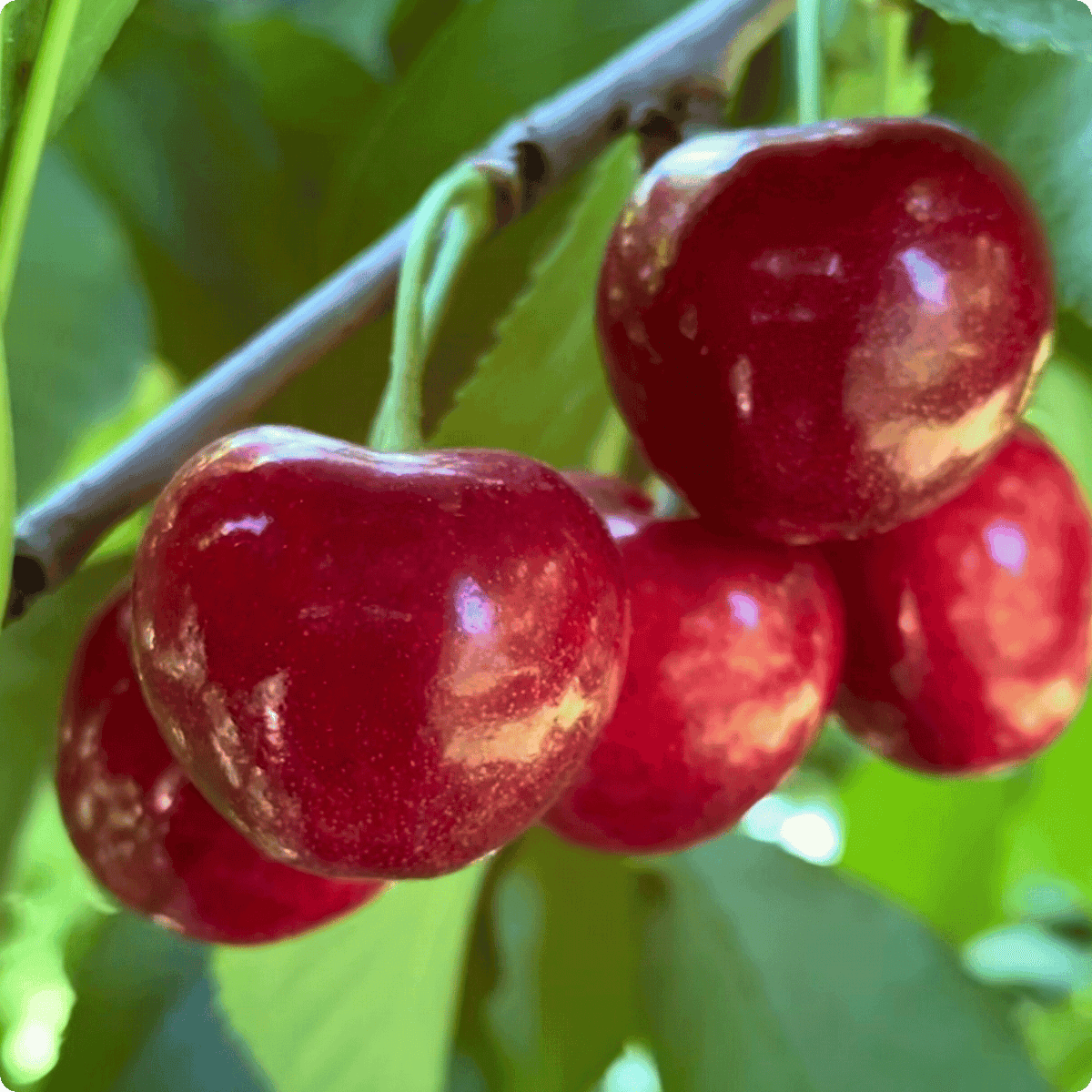 Blooms Sweet Cherries - Organic Bing Cherries 3