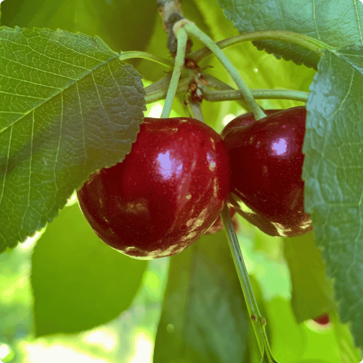 Blooms Sweet Cherries - Organic Bing Cherries 1