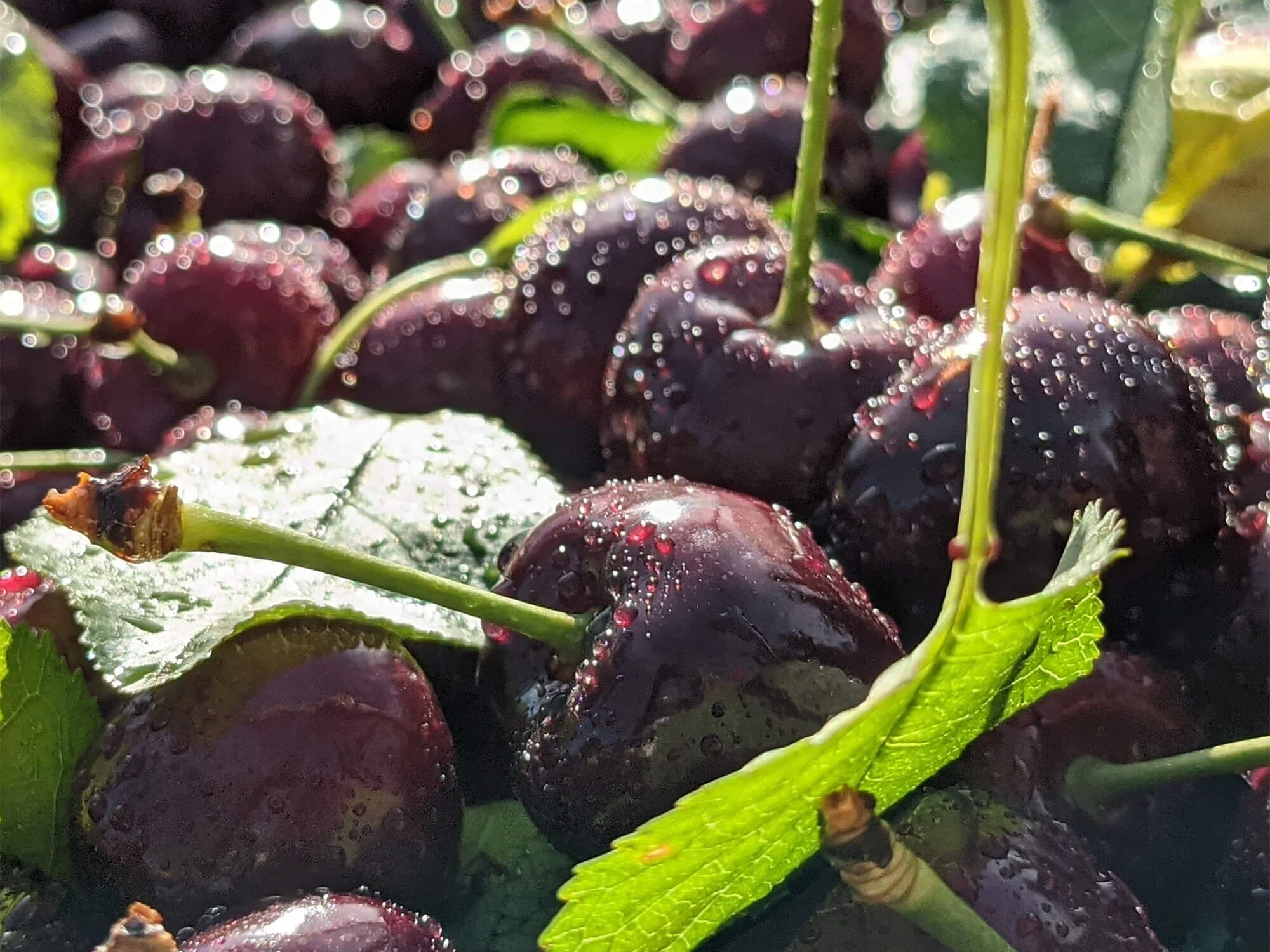 blooms-sweet-cherries-outofseason-signup