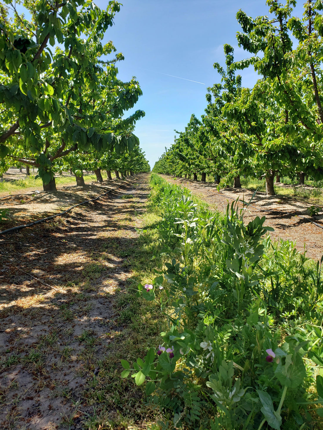 Sustainable Farming with Cover Crops