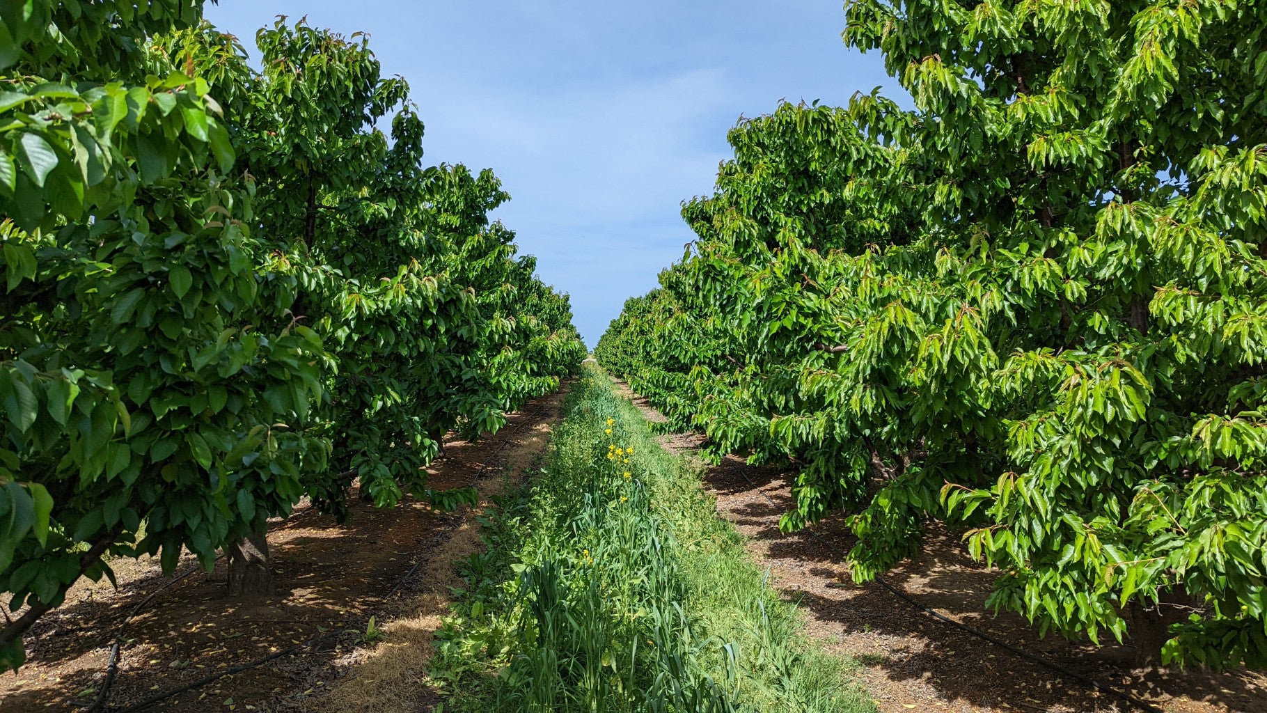 The Frost Bit Us - April 2022 Orchard Report