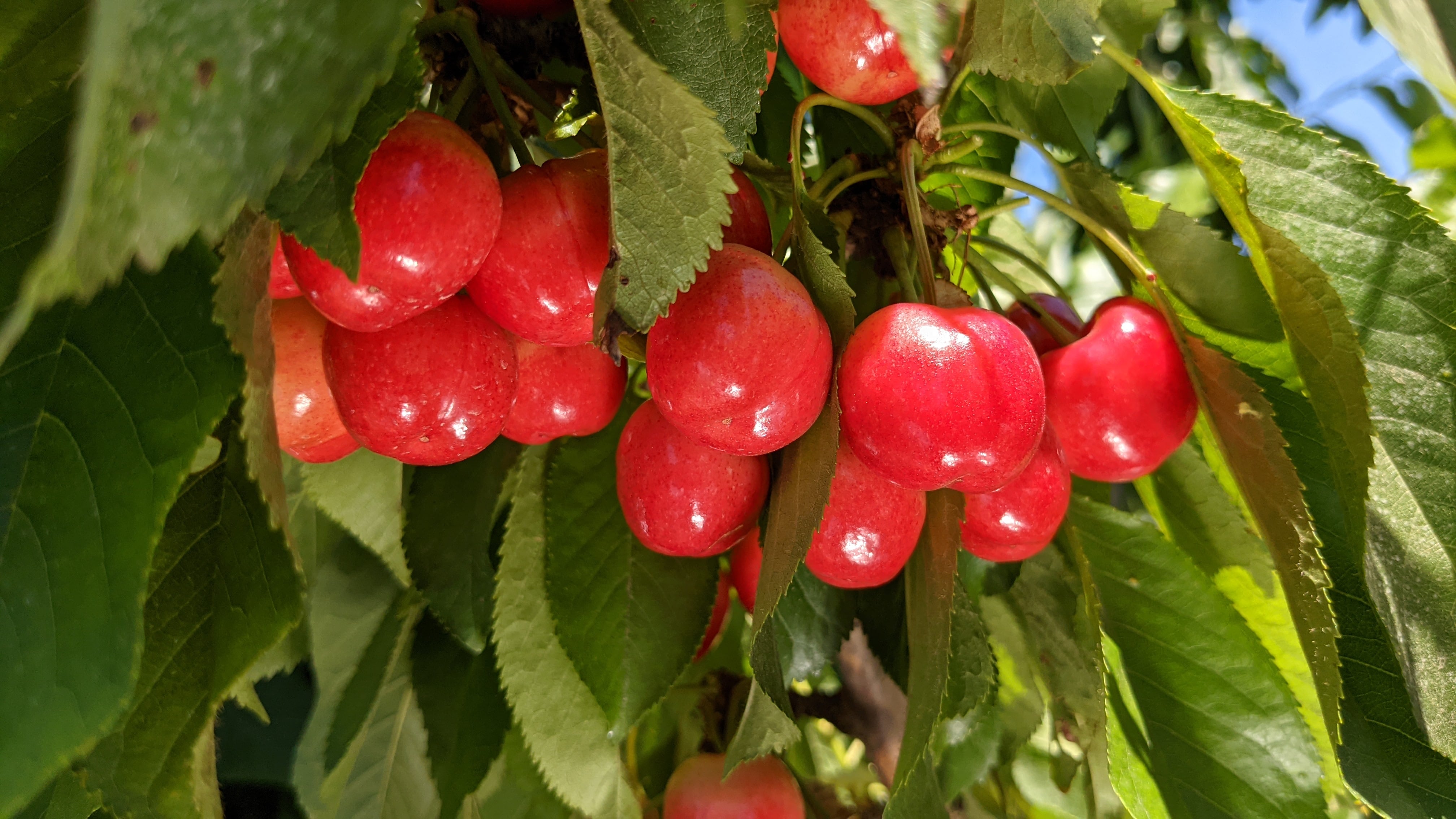 Red and Nearly Ripe