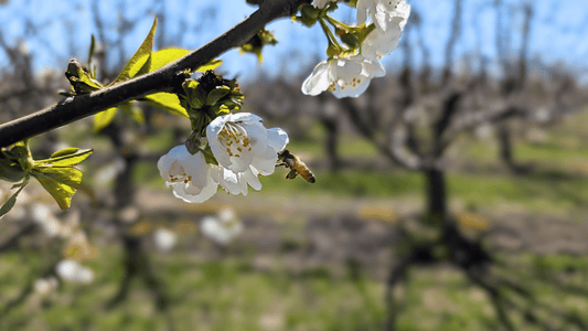 March Orchard Report: A Bloom 🌸 Worth Believing In
