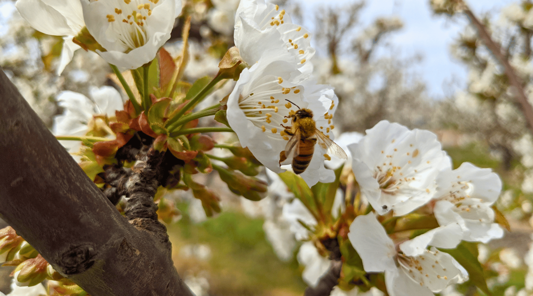Pollination Perfection: Unveiling the Role of Bees in Cultivating Sweet Cherries