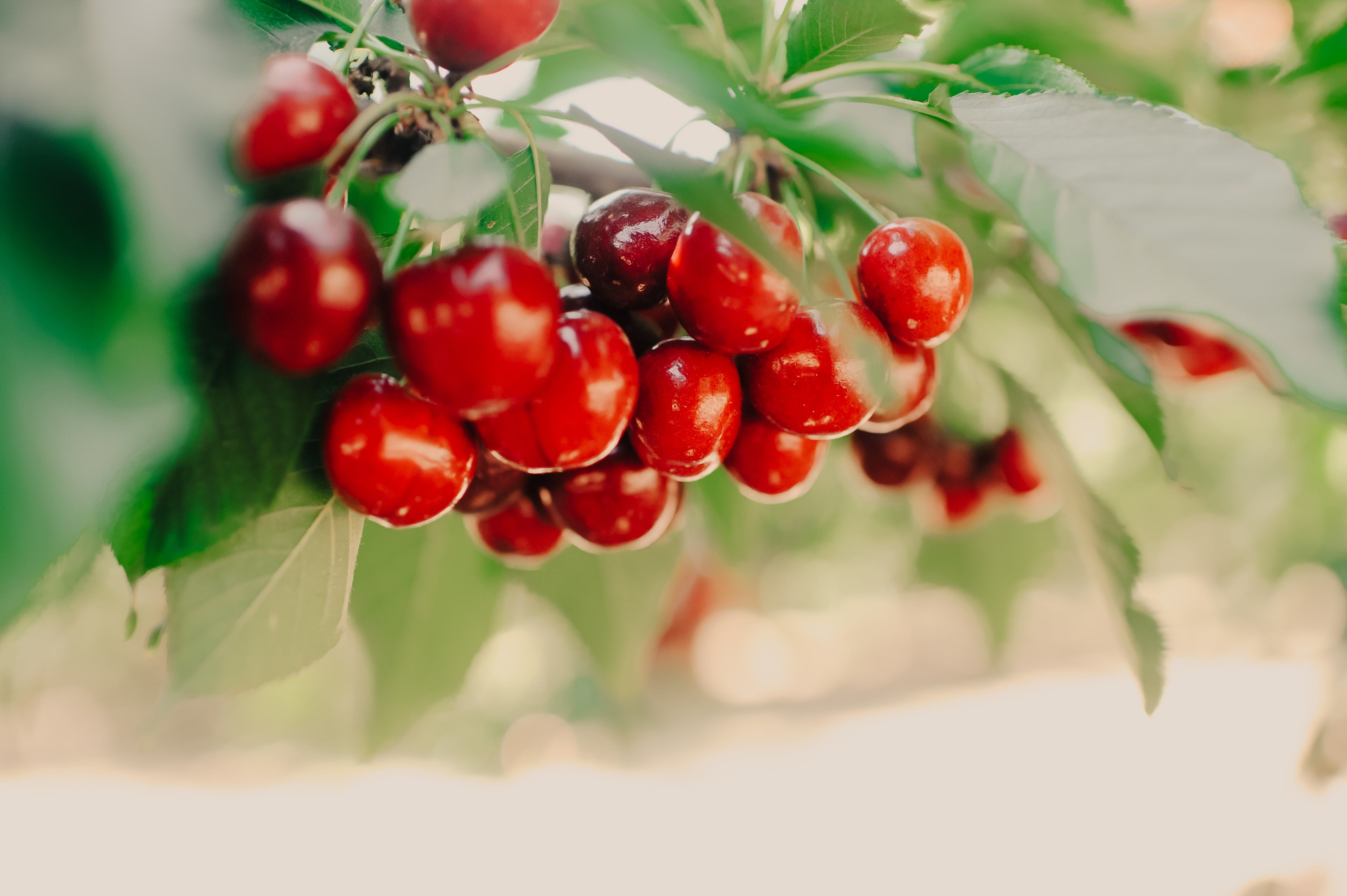 Cherry Season is Well Under Way!