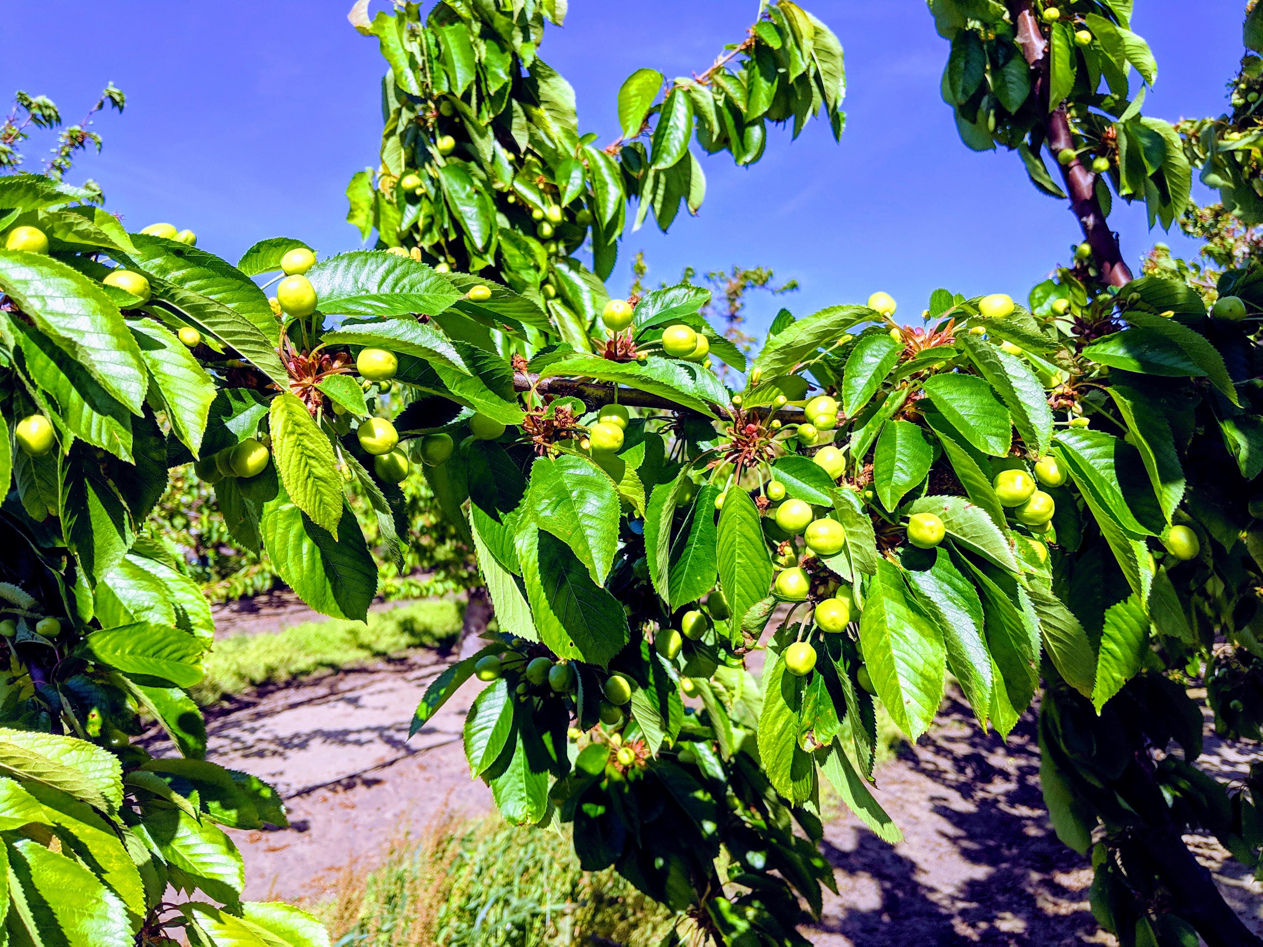 Green Cherries