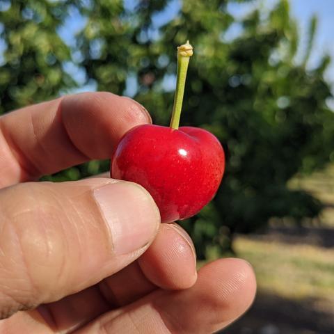 2020 Cherry Season is Almost Here!