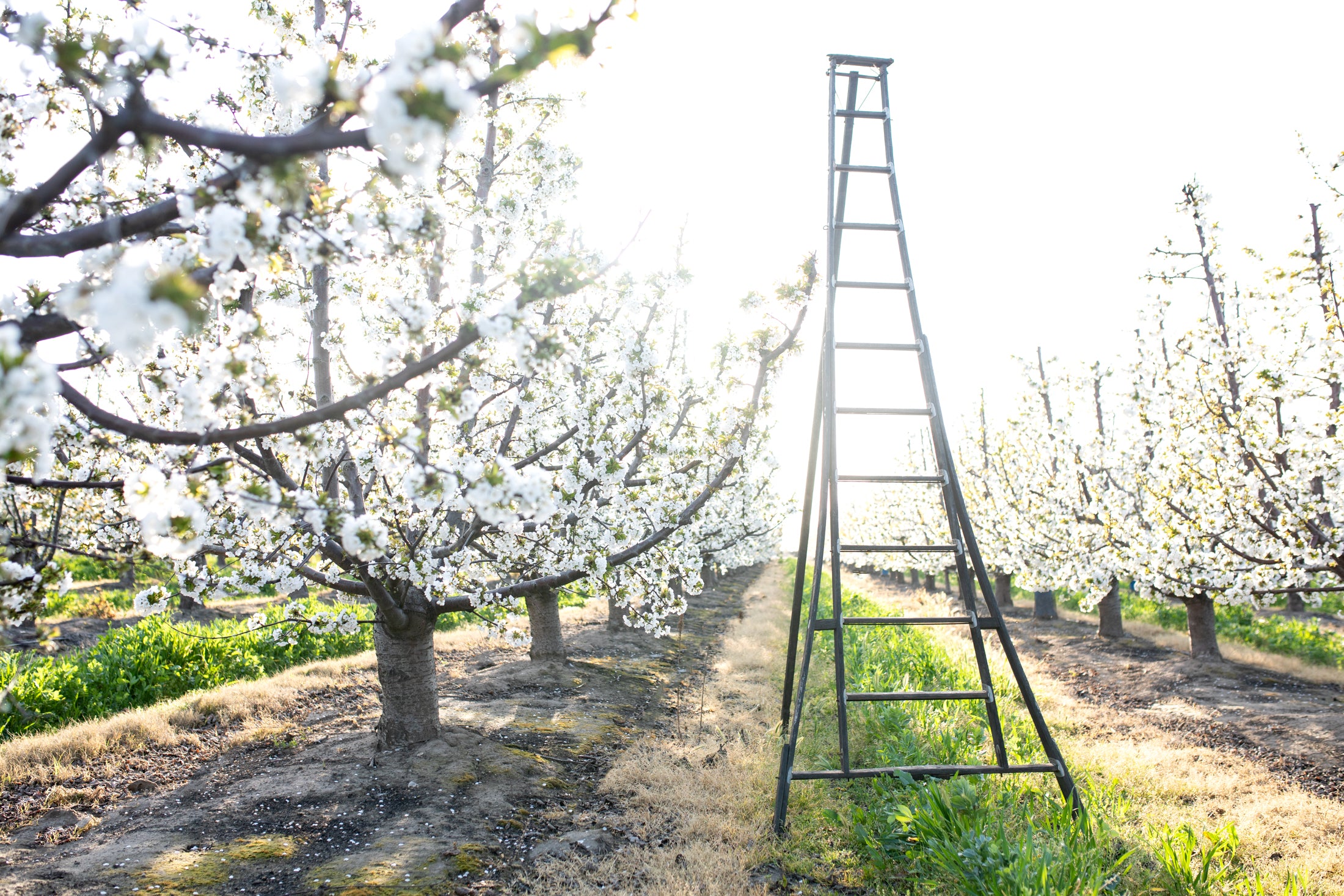 Dealing with Freezing Temperatures! | March Orchard Report