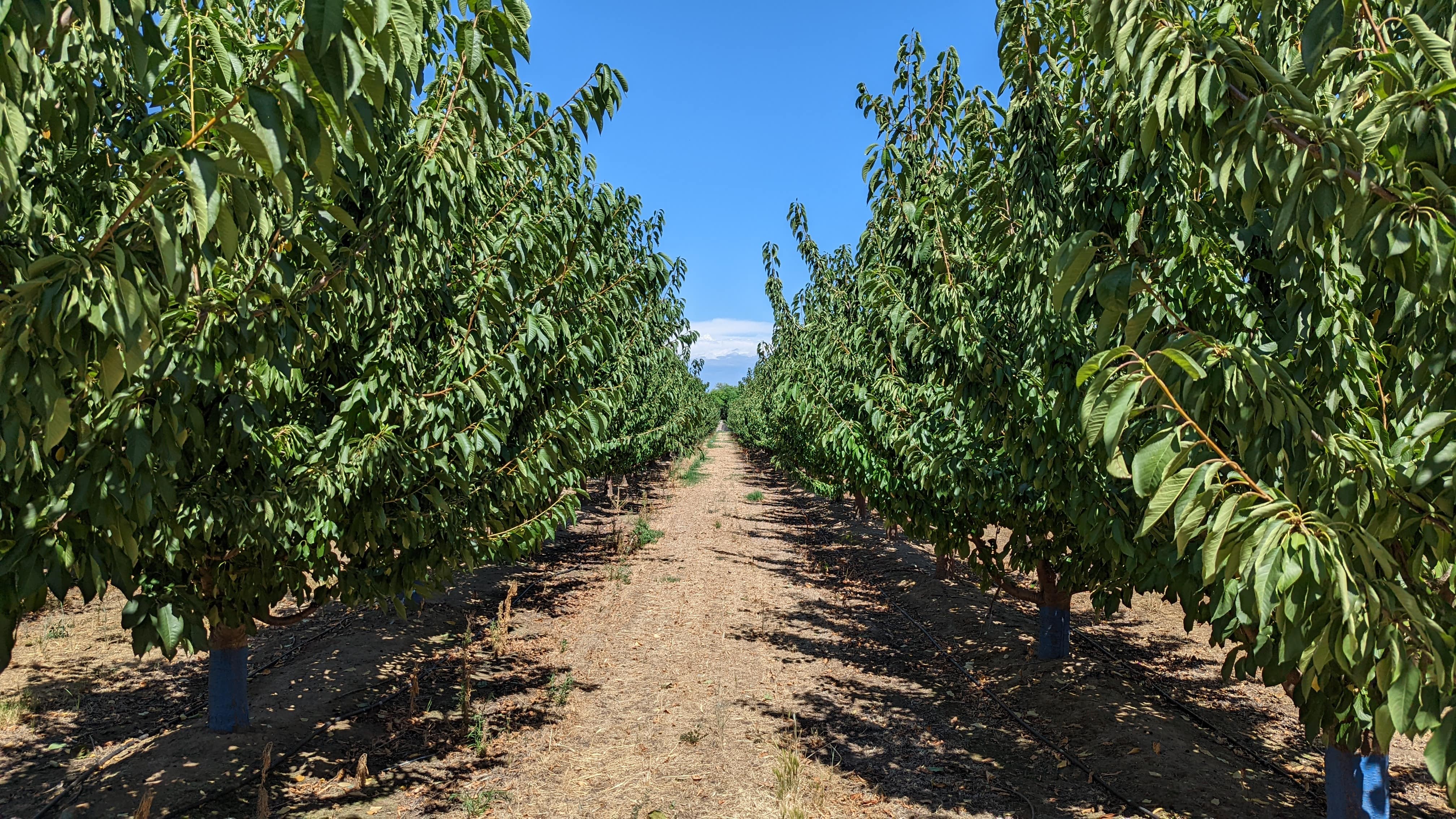 THANK YOU! - June 2022 Orchard Report #6 T
