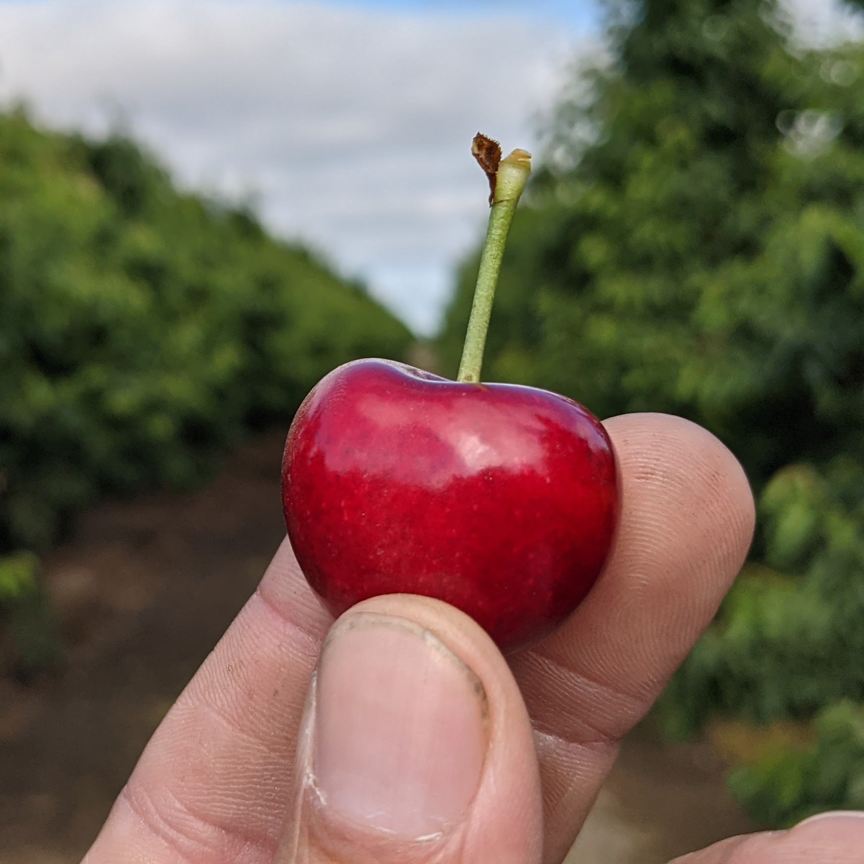 It's CHERRY TIME!