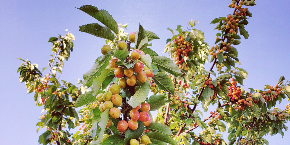 The Complete History Of Cherries and its Origins Blooms Cherries