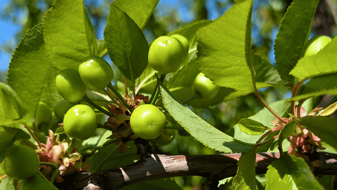 April Orchard Report: Cherry 🍒 Cell Division & Sizing