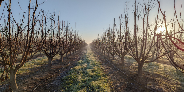 Waking up the trees for Spring | February Orchard Report