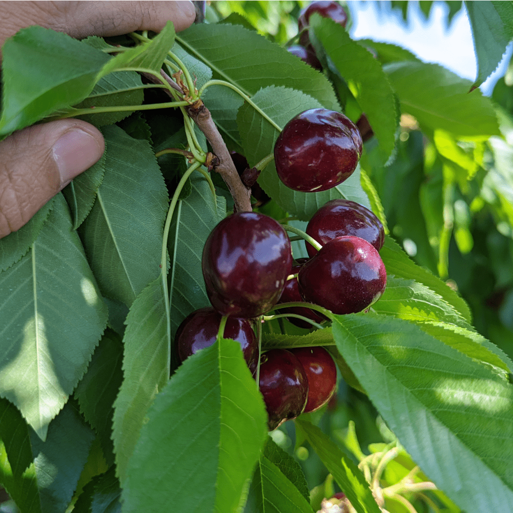 They are RIPE! - May 2022 - Orchard Report
