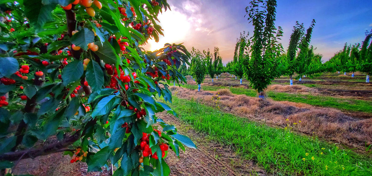 When Is Cherry Season? In California And Beyond… Blooms Cherries