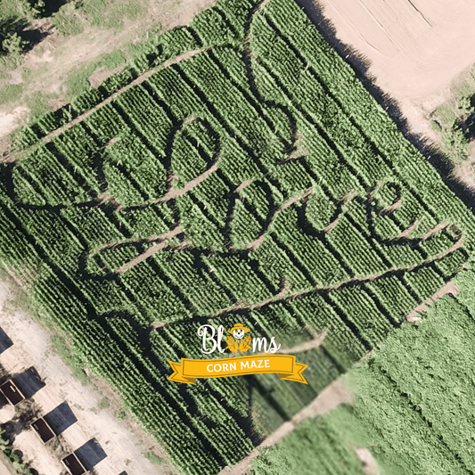 Blooms Love Corn Maze