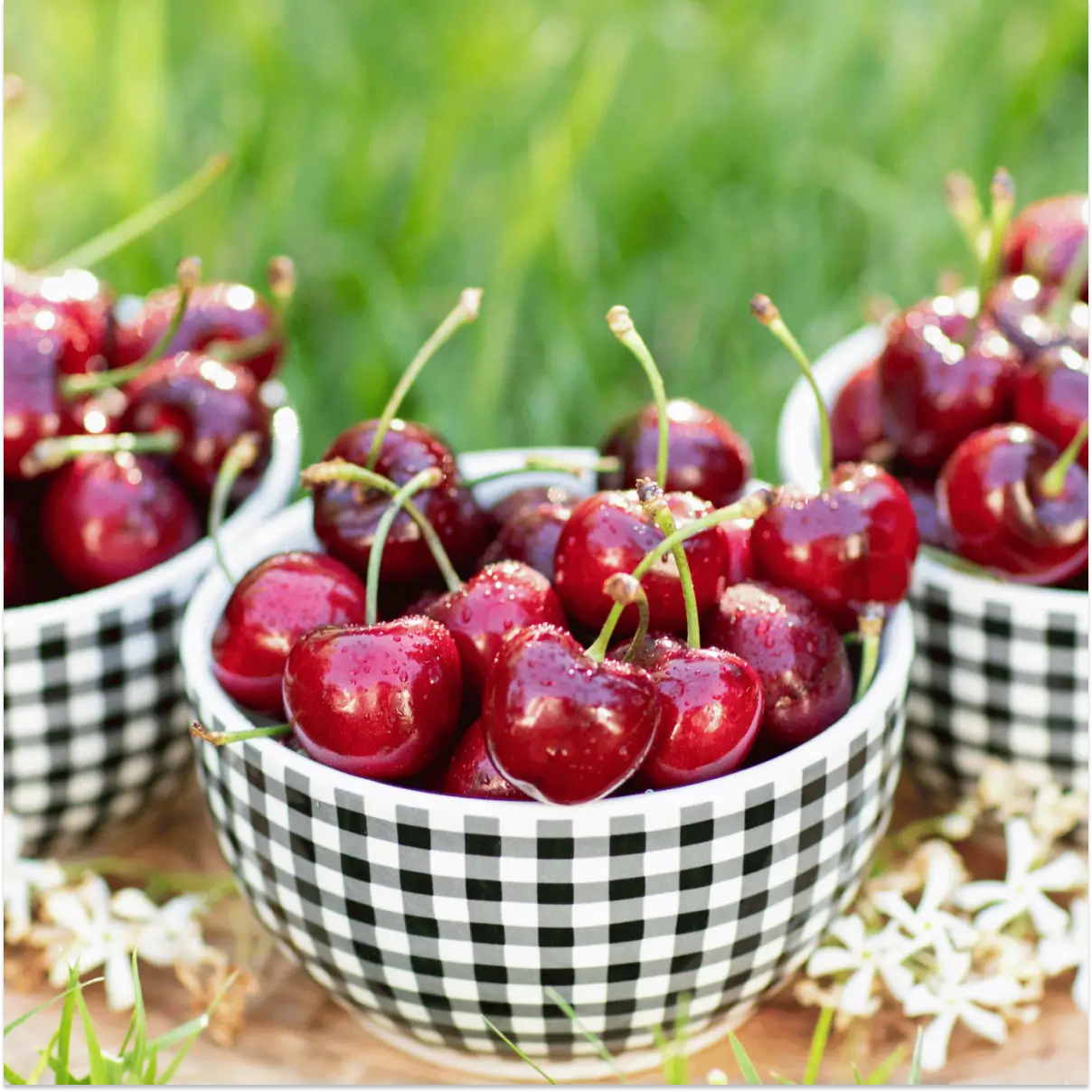 Lodi Blooms Cherries - Chinchiolo - BING Cherry [5]