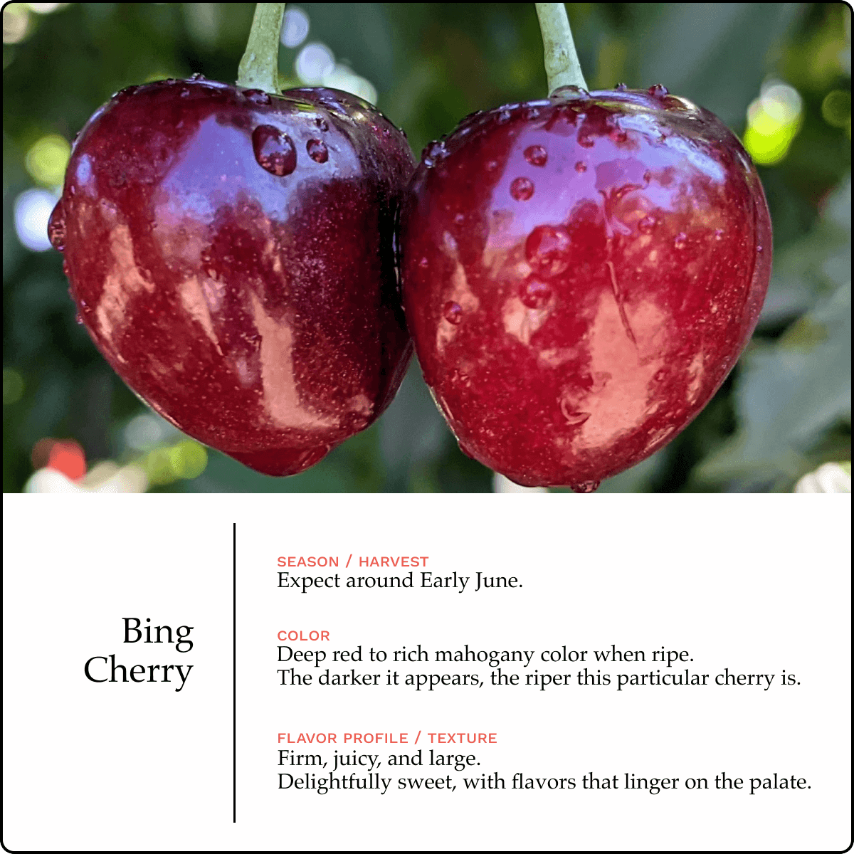 Blooms Sweet Cherries - Bing Cherries 2