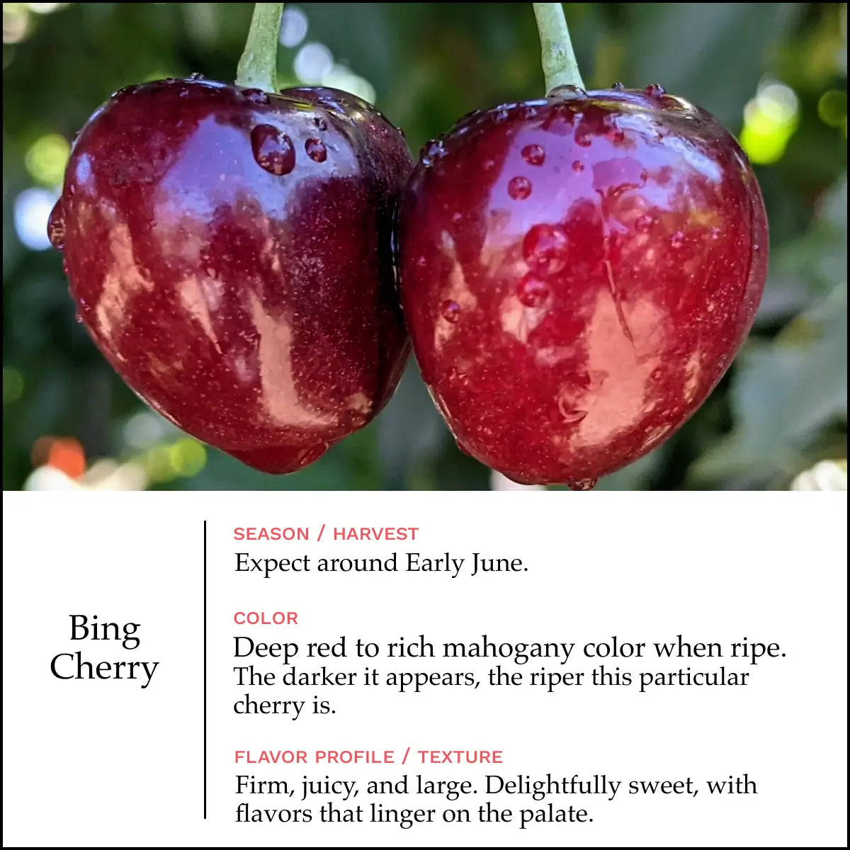 Lodi Blooms Cherries - Chinchiolo - BING Cherry [2]