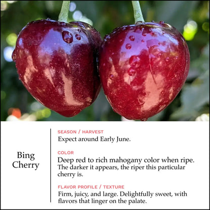 Lodi Blooms Cherries - Chinchiolo - BING Cherry [2]