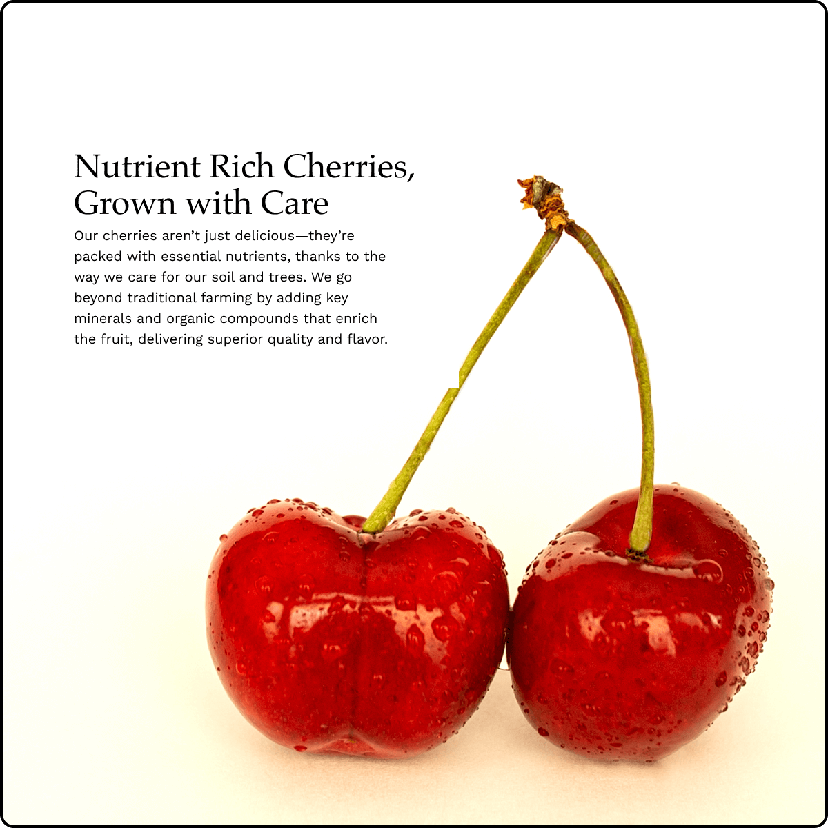 Blooms Sweet Cherries - Bing Cherries 6