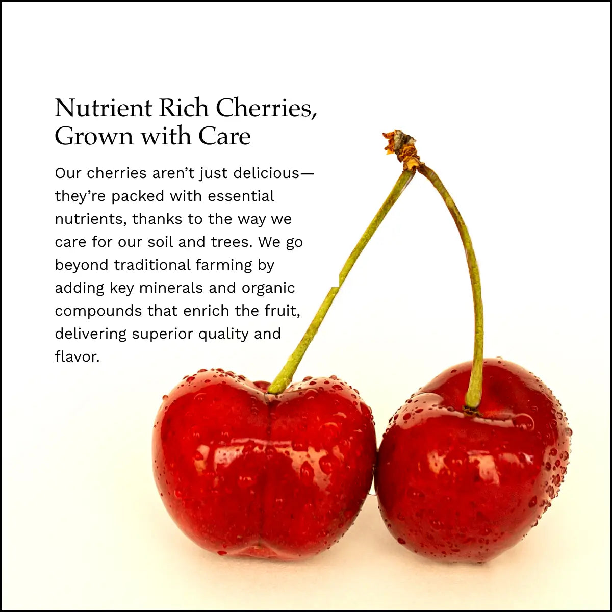 Lodi Blooms Cherries - Chinchiolo - BING Cherry [4]