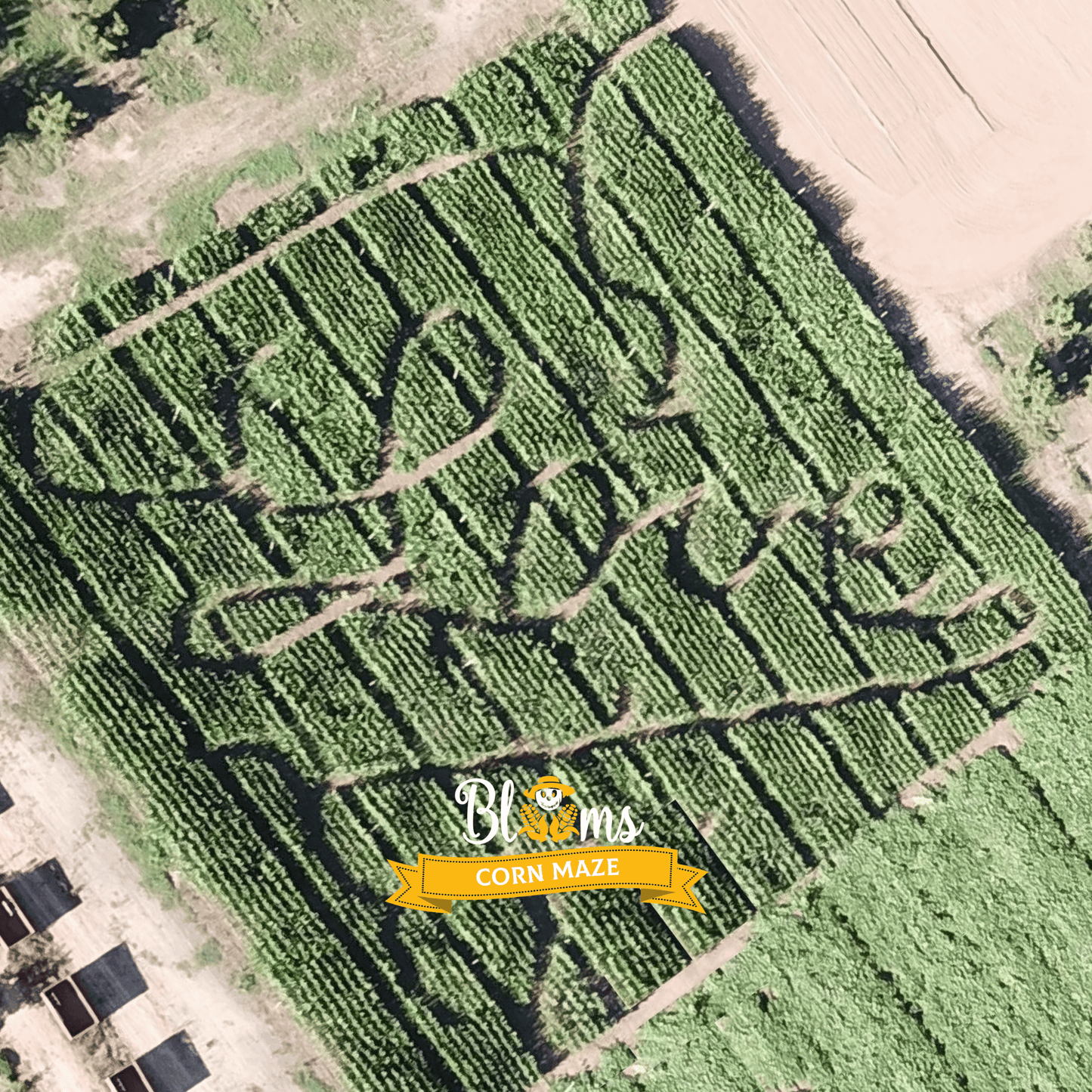 Blooms Love Corn Maze