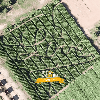 Blooms Love Corn Maze
