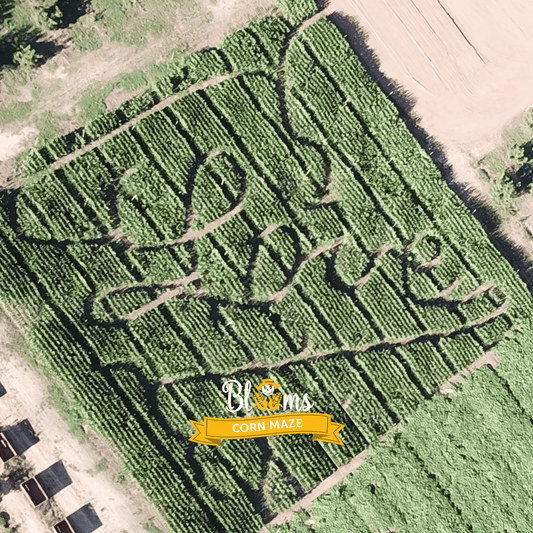 Blooms Love Corn Maze