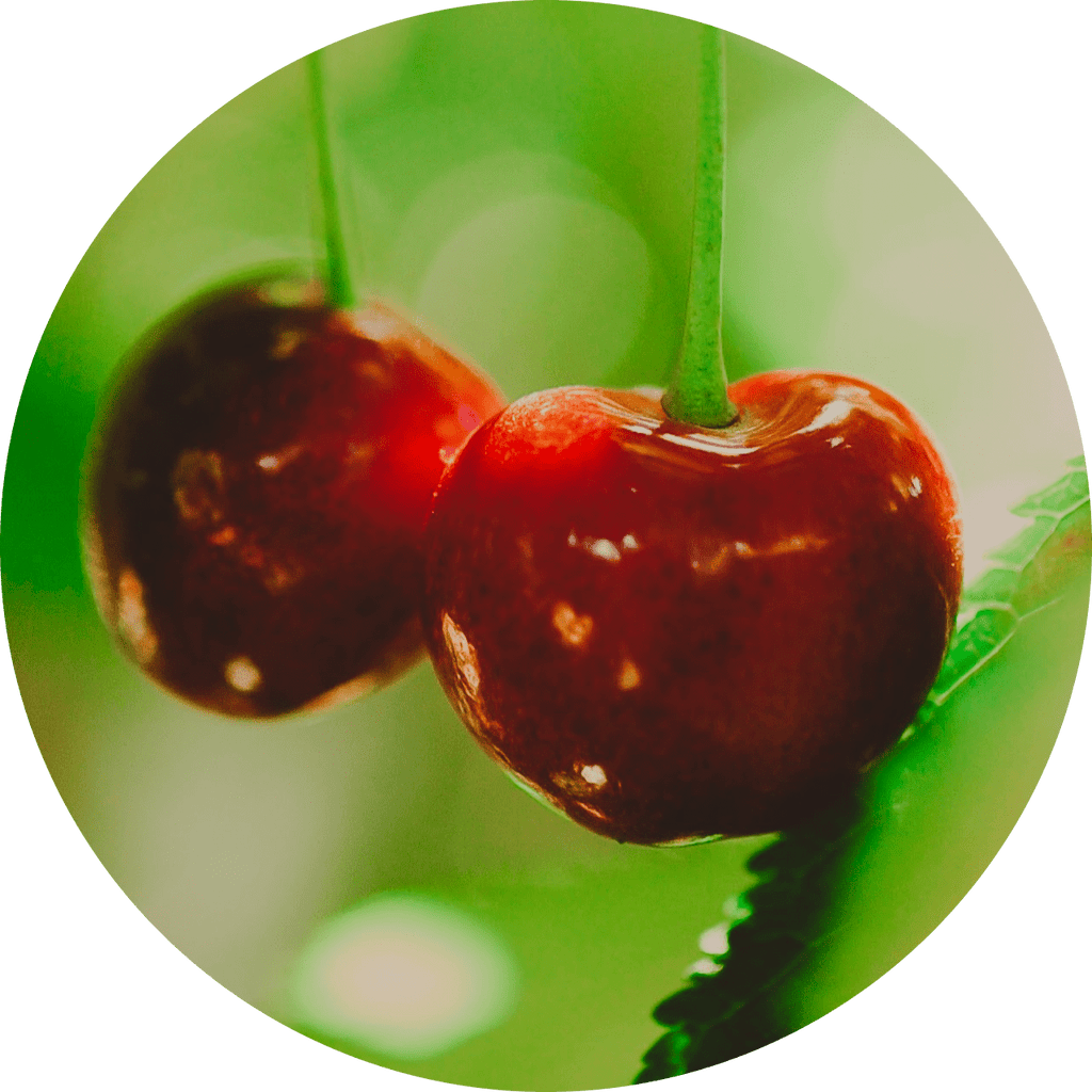 Buy Coral Champagne Cherries | Freshly Picked | Blooms Cherries