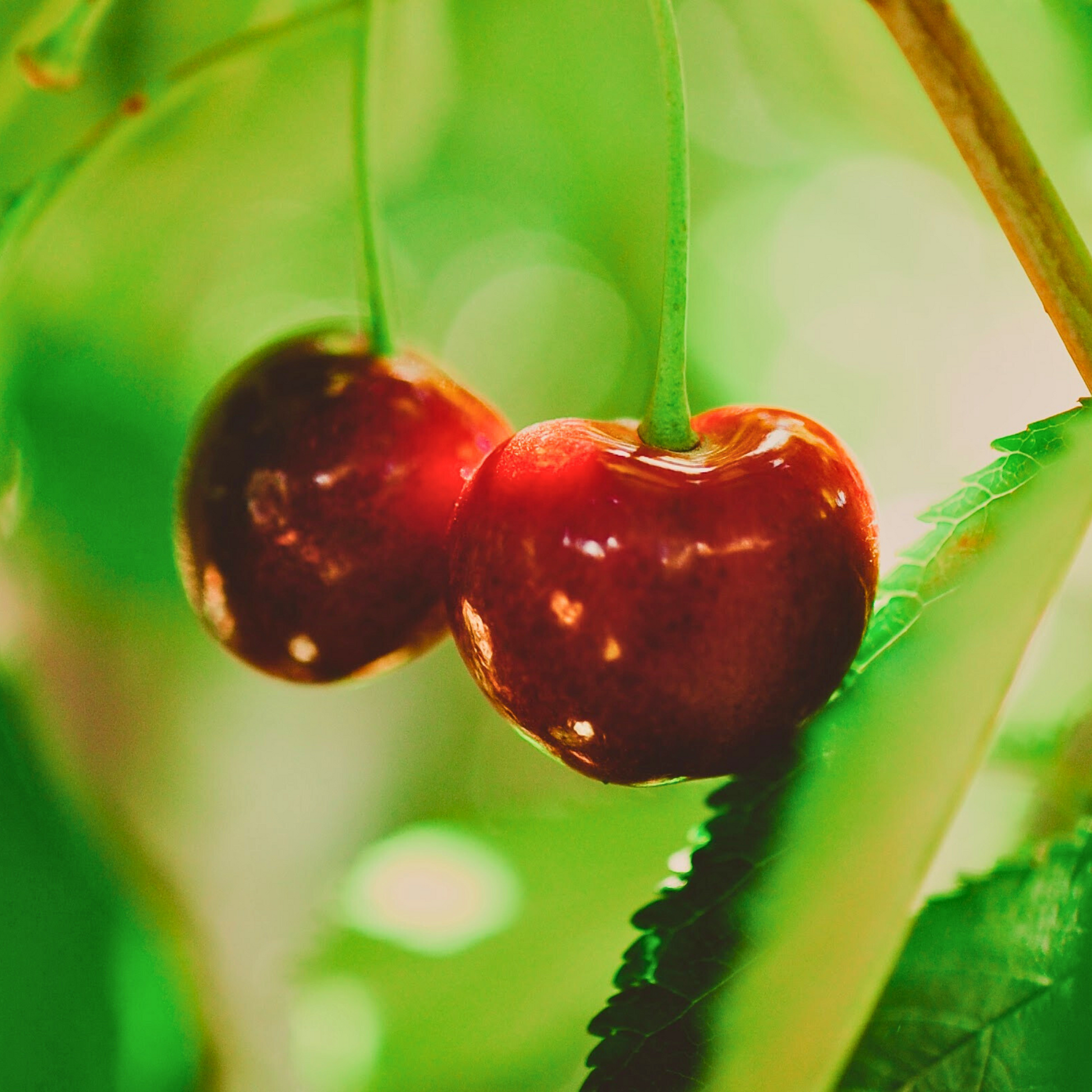 Blooms Sweet Cherries - Chinchiolo Farming