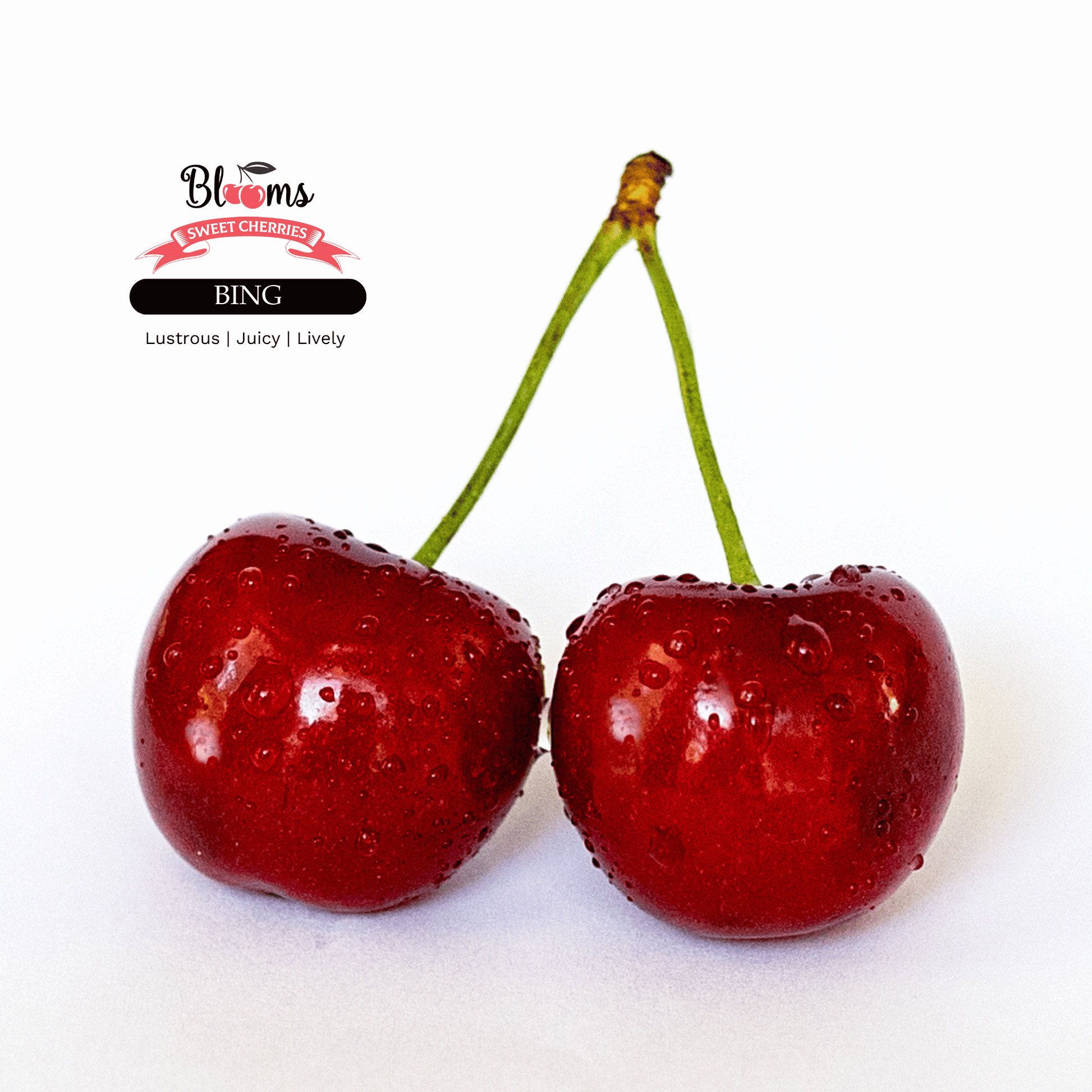 Blooms Sweet Cherries - Bing Cherries 5
