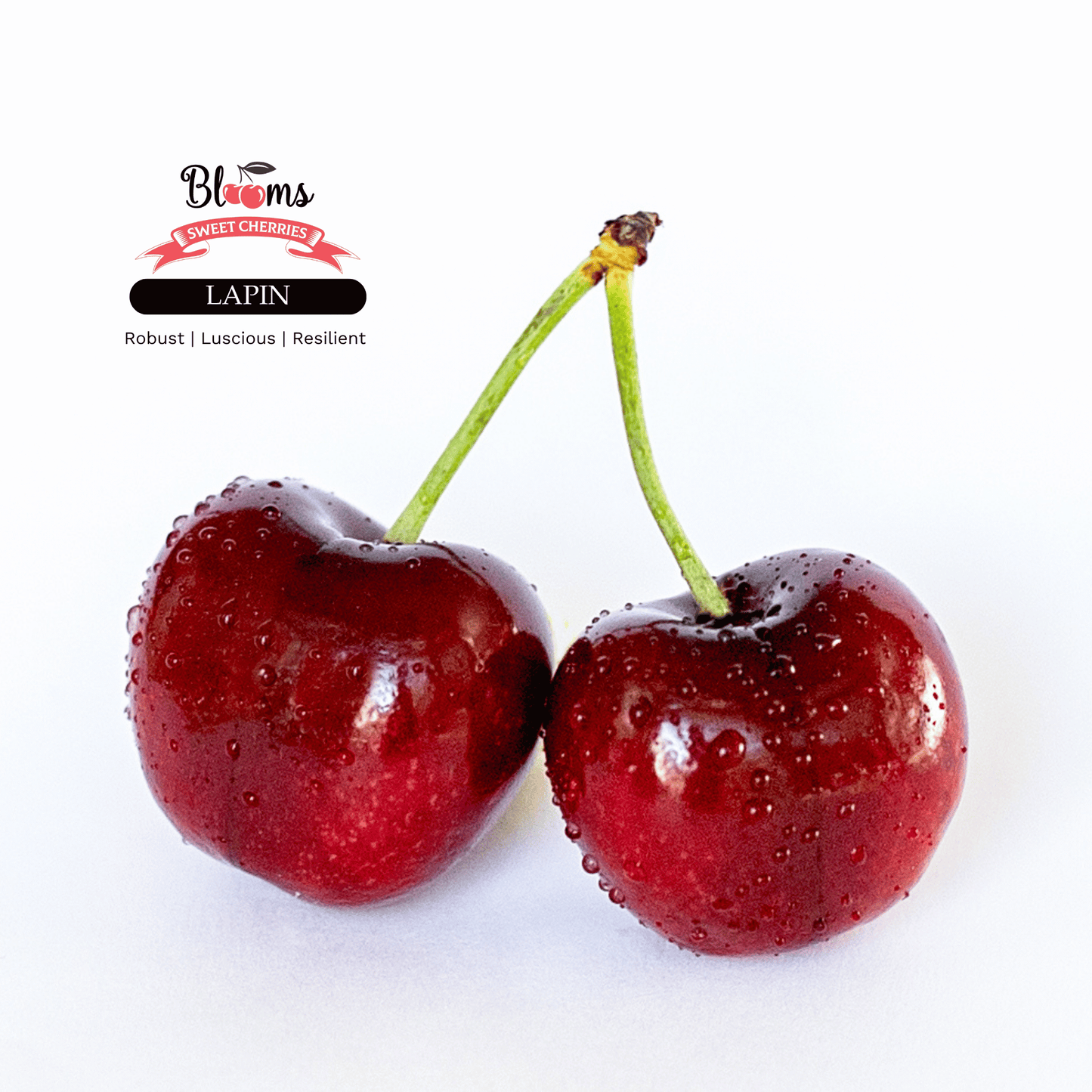 Blooms Sweet Cherries - Lapin Cherries 5
