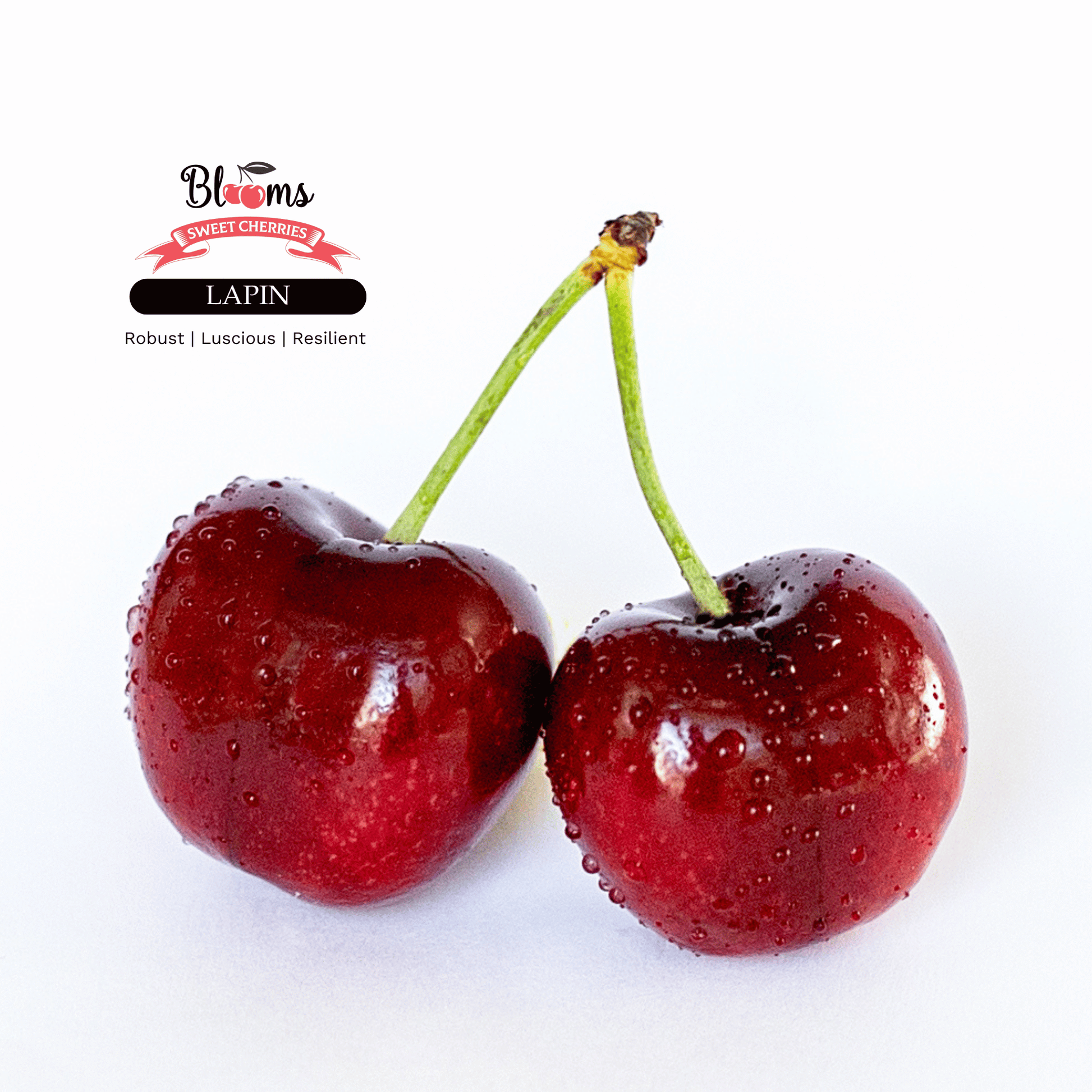 Blooms Sweet Cherries - Lapin Cherries 5