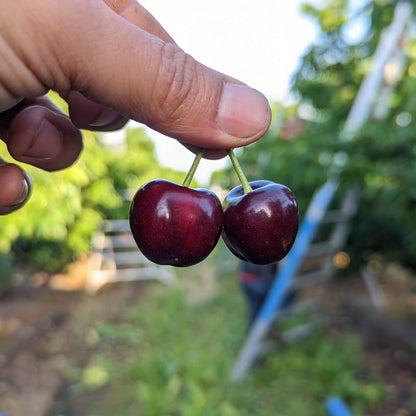 Blooms Sweet Cherries - Chinchiolo Farming