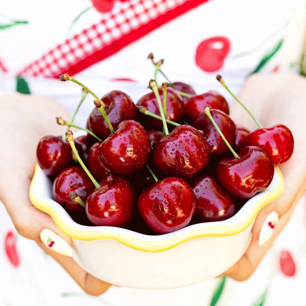 Lodi Blooms Cherries - Chinchiolo - CORAL CHAMPAGNE Cherry [3]