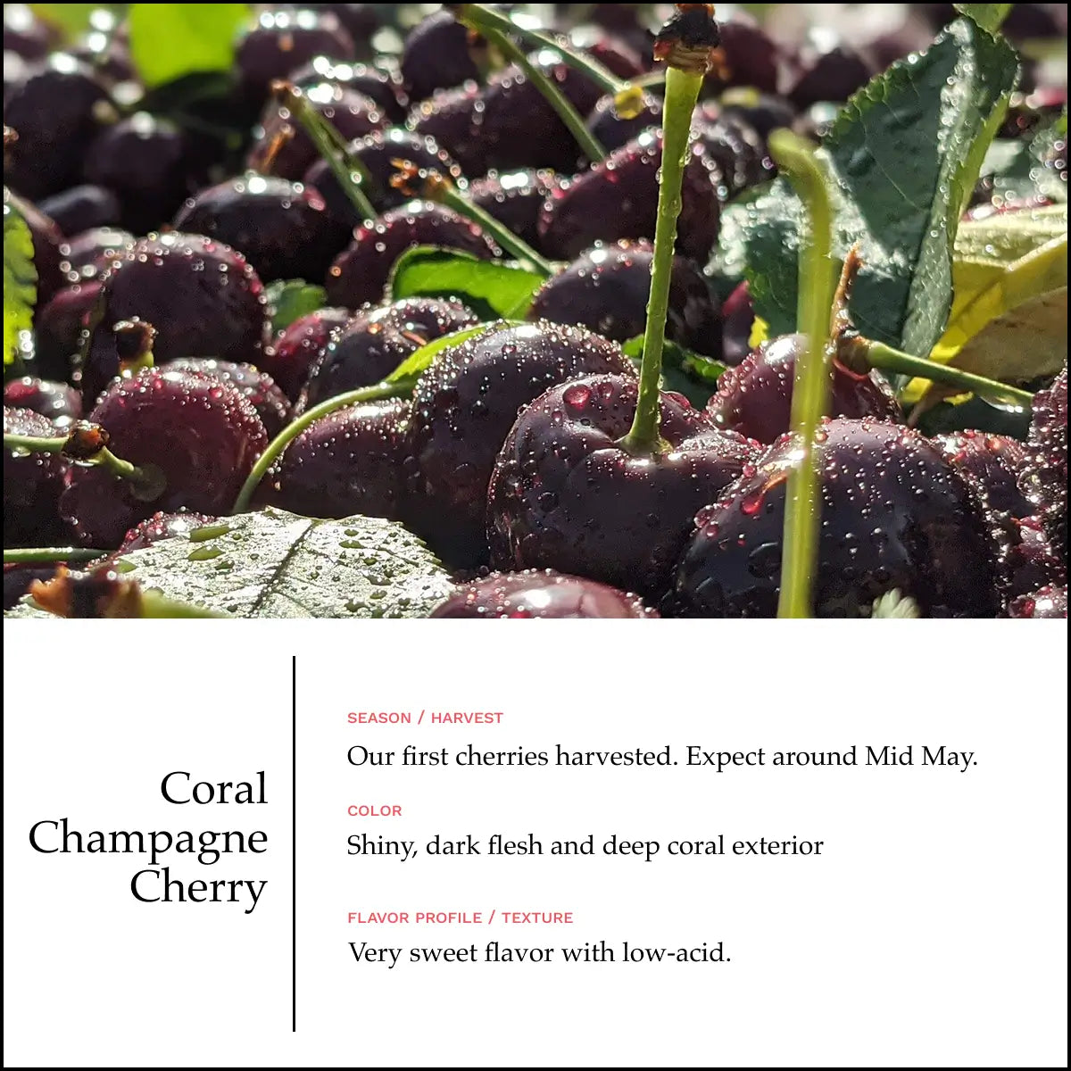 Lodi Blooms Cherries - Chinchiolo - CORAL CHAMPAGNE Cherry [5]