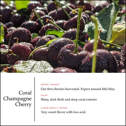 Lodi Blooms Cherries - Chinchiolo - CORAL CHAMPAGNE Cherry [5]