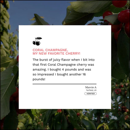 Lodi Blooms Cherries - Chinchiolo - CORAL CHAMPAGNE Cherry [1]