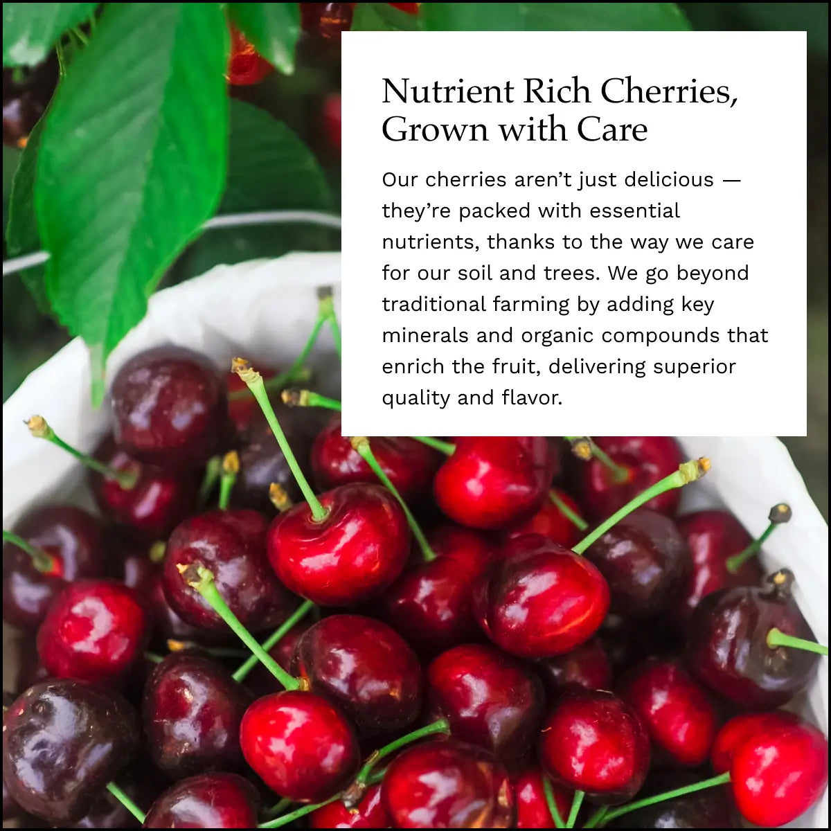 Lodi Blooms Cherries - Chinchiolo - CORAL CHAMPAGNE Cherry [2]