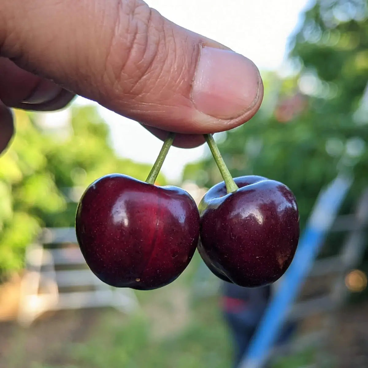 Lodi Blooms Cherries - Chinchiolo - CORAL CHAMPAGNE Cherry [4]