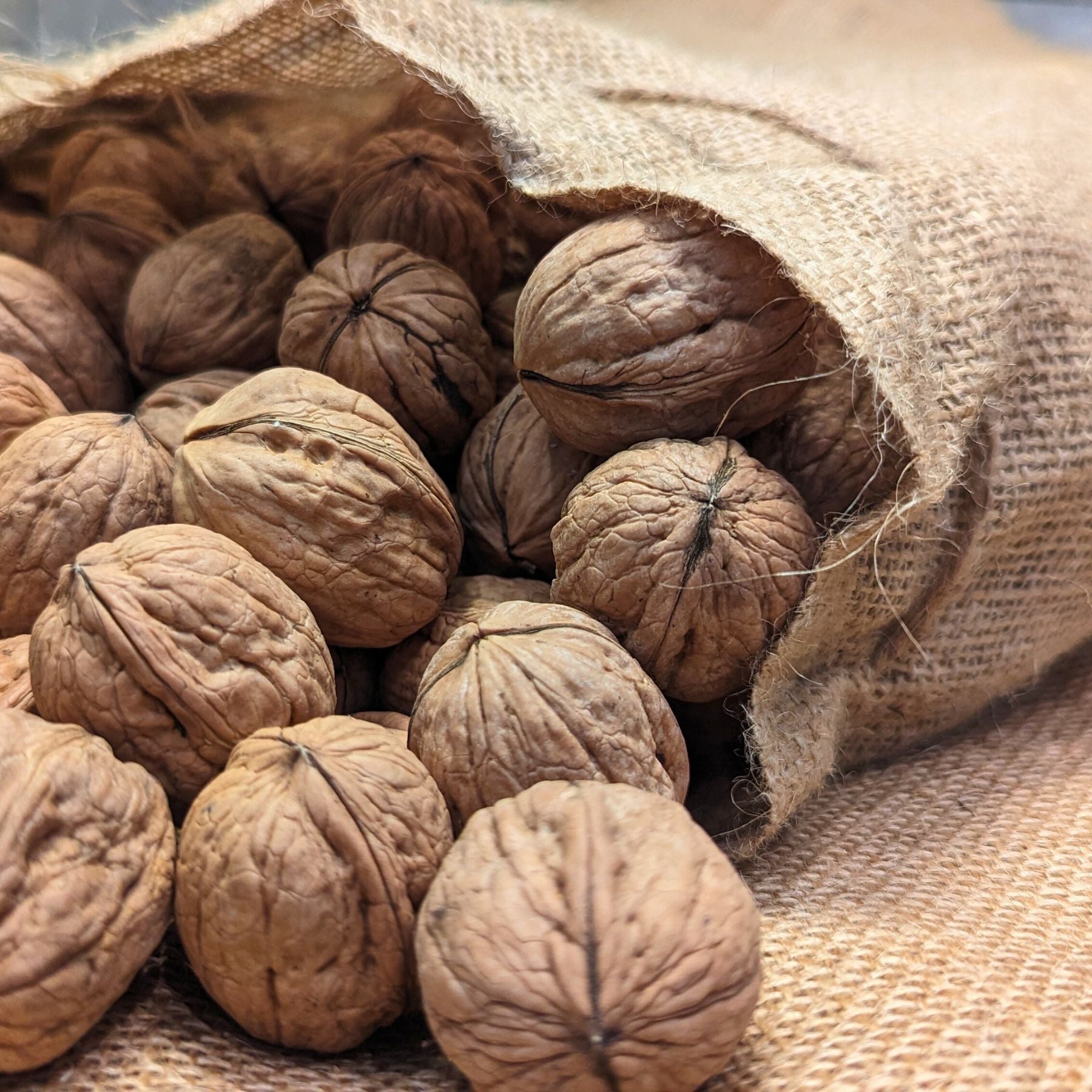 Shelled Walnuts - Premium California Walnuts – Chinchiolo Farming Co. Inc.