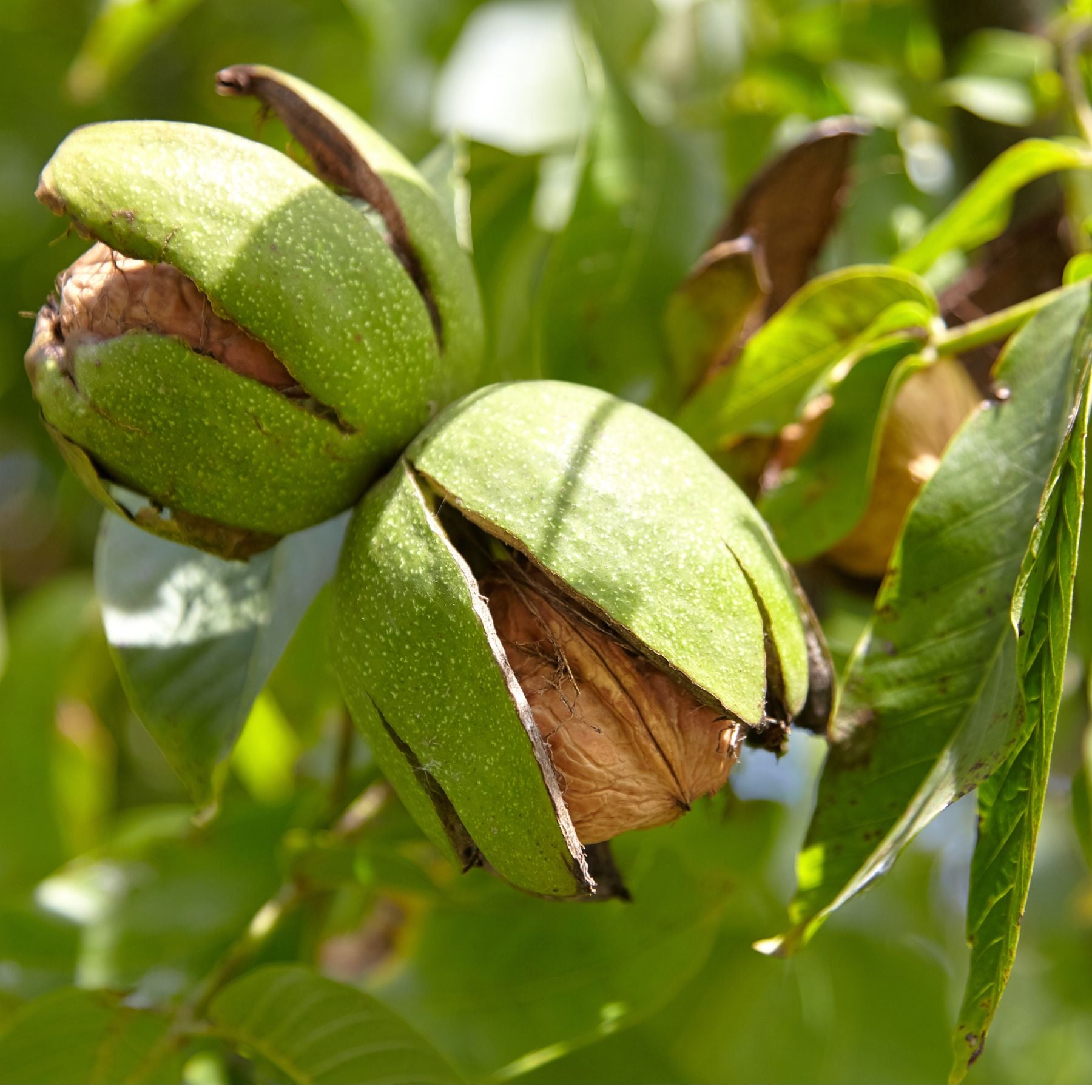 Premium Inshell California Walnuts
